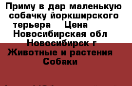 Приму в дар маленькую собачку йоркширского терьера. › Цена ­ 100 - Новосибирская обл., Новосибирск г. Животные и растения » Собаки   